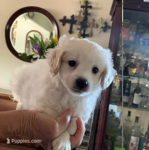 Leonard – Maltese, Poodle - Toy  puppy for sale in Merced, CA
