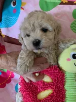 Brie , a female Cockapoo and Poodle - Toy  for sale in Merced, CA – 3 of 3