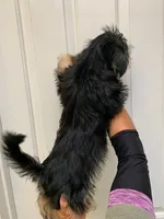 Fred , a male Shih Tzu and Yorkshire Terrier for sale in Merced, CA – 2 of 3