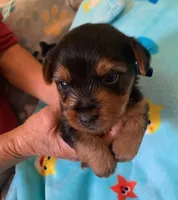 Basil , a male Yorkshire Terrier for sale in Merced, CA – 1 of 1