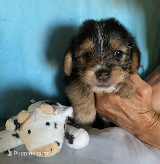 Barney – Shih Tzu, Yorkshire Terrier puppy for sale in Merced, CA