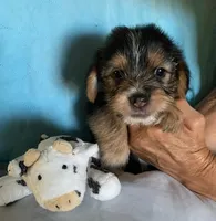 Barney, a male Shih Tzu and Yorkshire Terrier for sale in Merced, CA – 1 of 2