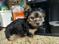Duckie, a male Yorkshire Terrier for sale in Merced, CA – 1 of 4