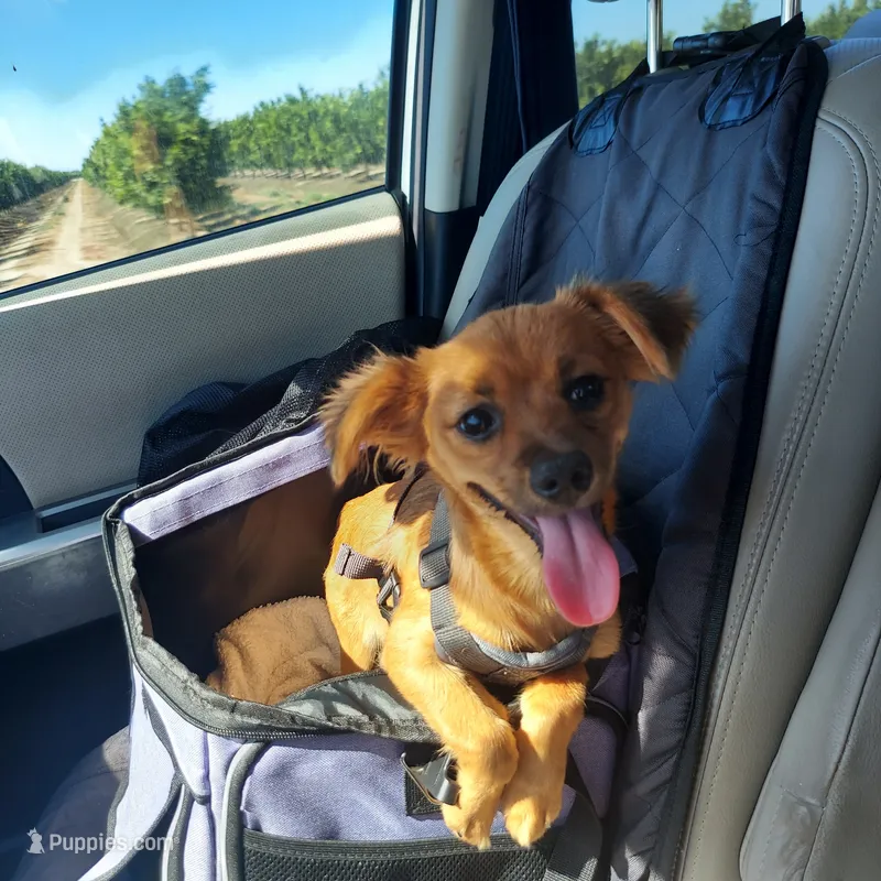 Luna  – Chihuahua puppy for sale in Merced, CA