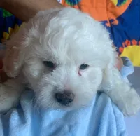 Bogey , a male Maltese and Poodle - Toy  for sale in Merced, CA – 2 of 3