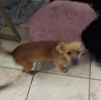 Luna , a female Chihuahua for sale in Merced, CA – 3 of 3