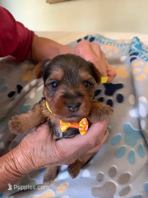 Apollo  – Yorkshire Terrier puppy for sale in Merced, CA