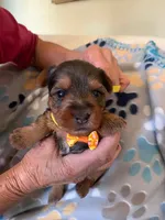 Apollo , a male Yorkshire Terrier for sale in Merced, CA – 1 of 1