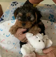 Abbie , a female Yorkshire Terrier for sale in Merced, CA – 3 of 3