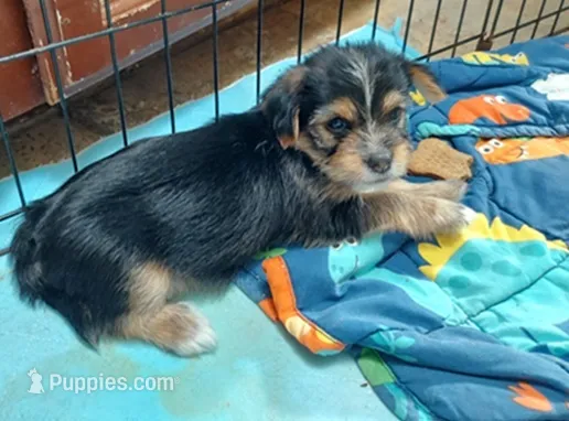 Barney – Shih Tzu, Yorkshire Terrier puppy for sale in Merced, CA