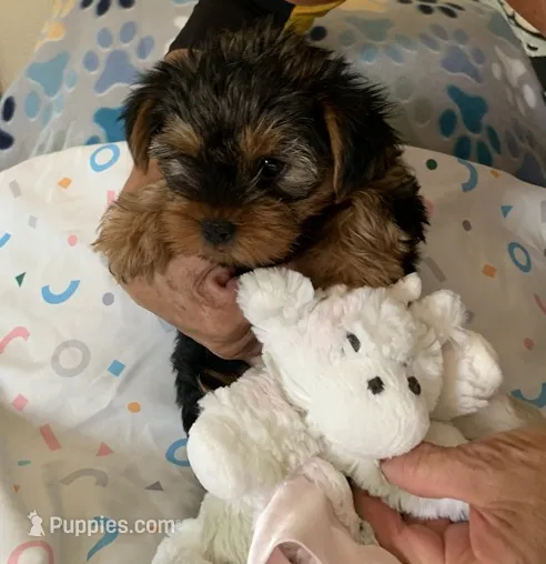 Abbie  – Yorkshire Terrier puppy for sale in Merced, CA