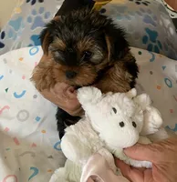 Abbie , a female Yorkshire Terrier for sale in Merced, CA – 1 of 3