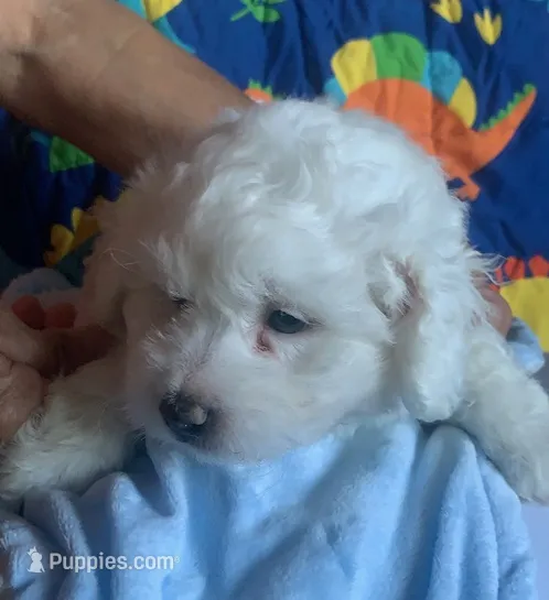 Bogey  – Maltese, Poodle - Toy  puppy for sale in Merced, CA