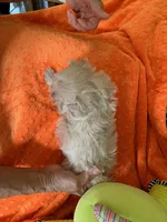 Harvey, a male Cocker Spaniel and Poodle - Toy  for sale in Merced, CA – 2 of 3