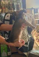 Luna , a female Shih Tzu for sale in Merced, CA – Photo 3 of 3