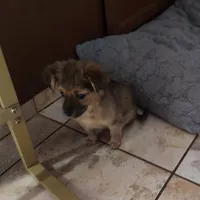 Luna , a female Chihuahua for sale in Merced, CA – Photo 4 of 5