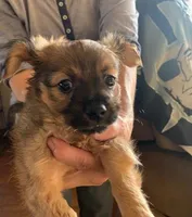 Luna , a female Shih Tzu for sale in Merced, CA – Photo 1 of 3