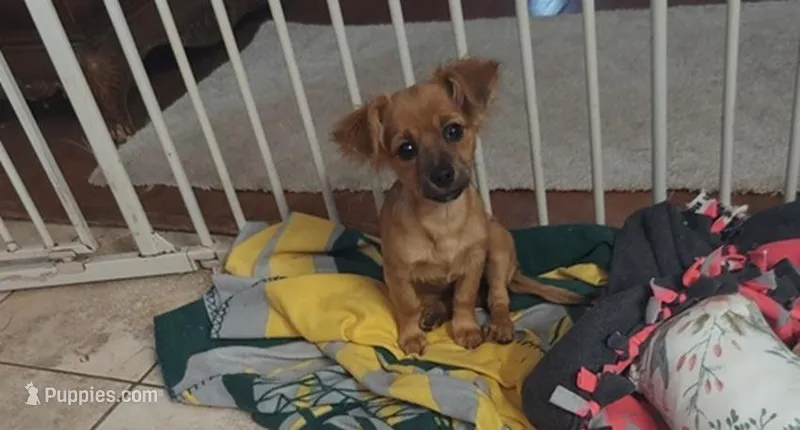 Luna  – Chihuahua puppy for sale in Merced, CA