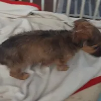 Luna , a female Chihuahua for sale in Merced, CA – Photo 2 of 5