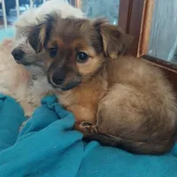 Luna , a female Chihuahua for sale in Merced, CA – Photo 3 of 5