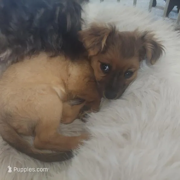 Luna  – Chihuahua puppy for sale in Merced, CA