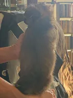 Luna , a female Shih Tzu for sale in Merced, CA – Photo 2 of 3