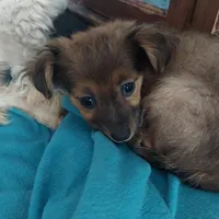 Luna , a female Chihuahua for sale in Merced, CA – Photo 5 of 5