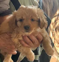 Cooper , a male Shihpoo for sale in Merced, CA – Photo 1 of 2