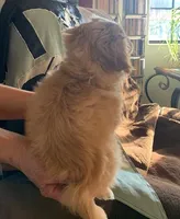 Cooper , a male Shihpoo for sale in Merced, CA – Photo 2 of 2