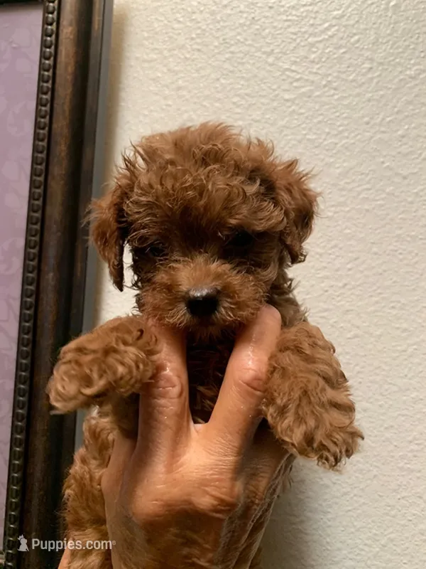 Berta  – Cockapoo puppy for sale in Merced, CA