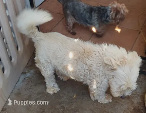 Chuck – Maltese puppy for sale in Merced, CA