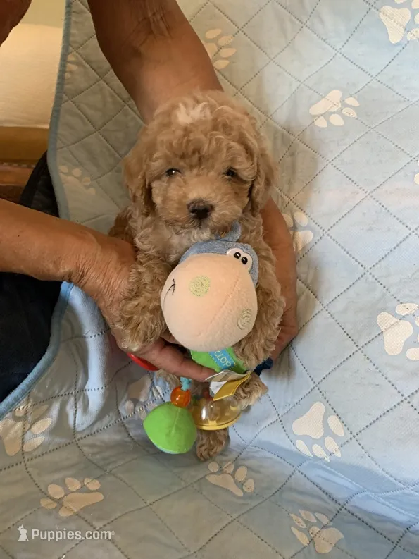 Jake  – Cockapoo puppy for sale in Merced, CA