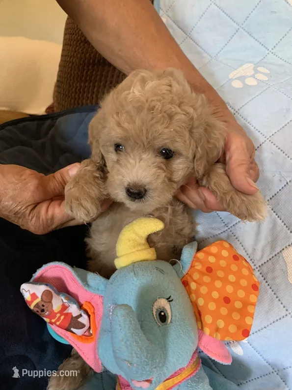 Harper – Cockapoo puppy for sale in Merced, CA