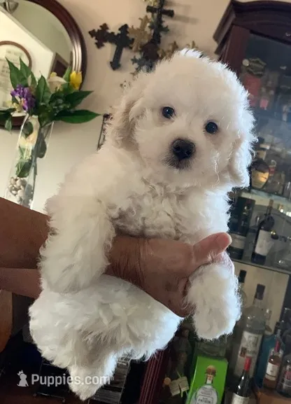 Bogey  – Maltese, Poodle - Toy  puppy for sale in Merced, CA