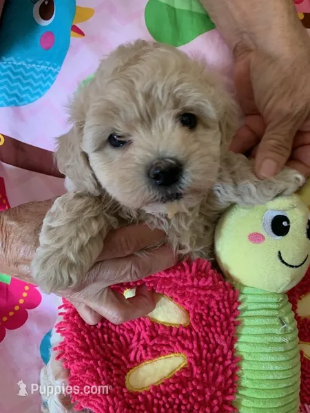 Brie  – Cockapoo, Poodle - Toy  puppy for sale in Merced, CA