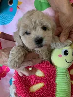 Brie , a female Cockapoo and Poodle - Toy  for sale in Merced, CA – 1 of 3