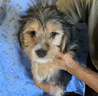 Barney, a male Shih Tzu and Yorkshire Terrier for sale in Merced, CA – 4 of 5