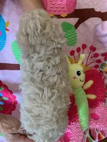Brie , a female Cockapoo and Poodle - Toy  for sale in Merced, CA – 2 of 3