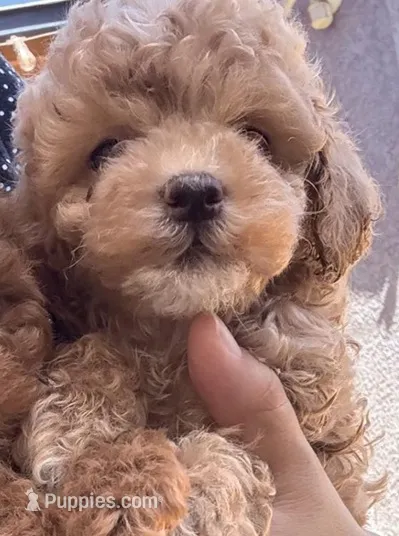 Harper – Cockapoo puppy for sale in Merced, CA