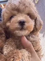Harper, a male Cockapoo for sale in Merced, CA – 1 of 2
