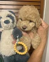 Biscuit , a male Cockapoo for sale in Merced, CA – Photo 1 of 4