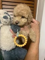 Biscuit , a male Cockapoo for sale in Merced, CA – Photo 4 of 4