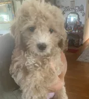 Jake , a male Cockapoo for sale in Merced, CA – 1 of 3