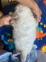 Bogey , a male Maltese and Poodle - Toy  for sale in Merced, CA – 3 of 3
