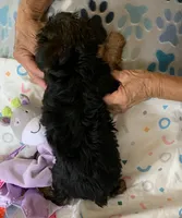Ziva , a male Yorkshire Terrier for sale in Merced, CA – 2 of 2