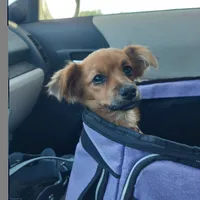 Luna , a female Chihuahua for sale in Merced, CA – 2 of 3