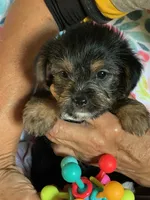 Wilma , a female Shih Tzu and Yorkshire Terrier for sale in Merced, CA – 1 of 1