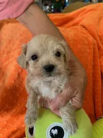 Harvey, a male Cocker Spaniel and Poodle - Toy  for sale in Merced, CA – 3 of 3