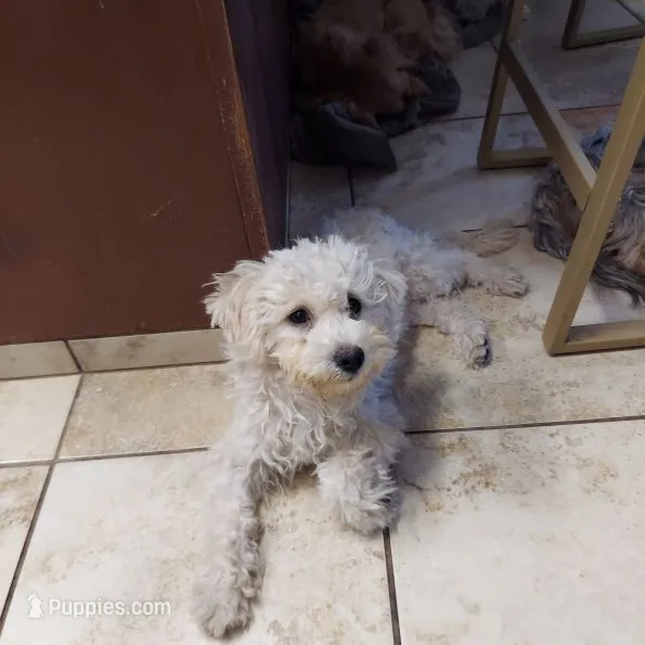 Mollie  – Cockapoo puppy for sale in Merced, CA