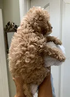 Harper, a male Cockapoo for sale in Merced, CA – 2 of 2